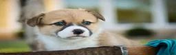 Welsh Corgi Pembroke dogs for sale: Ripley - Ad 4