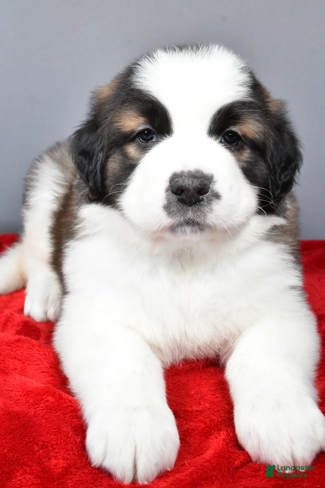 Saint Bernard dogs for sale: reese - Ad 4