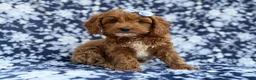 Cockapoo dogs for sale: Bella - Ad 7