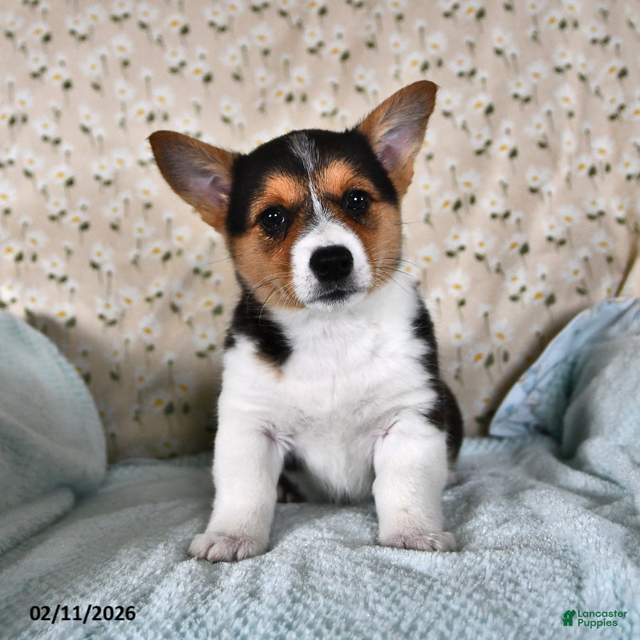 Welsh Corgi Pembroke dogs Molly - Ad 11