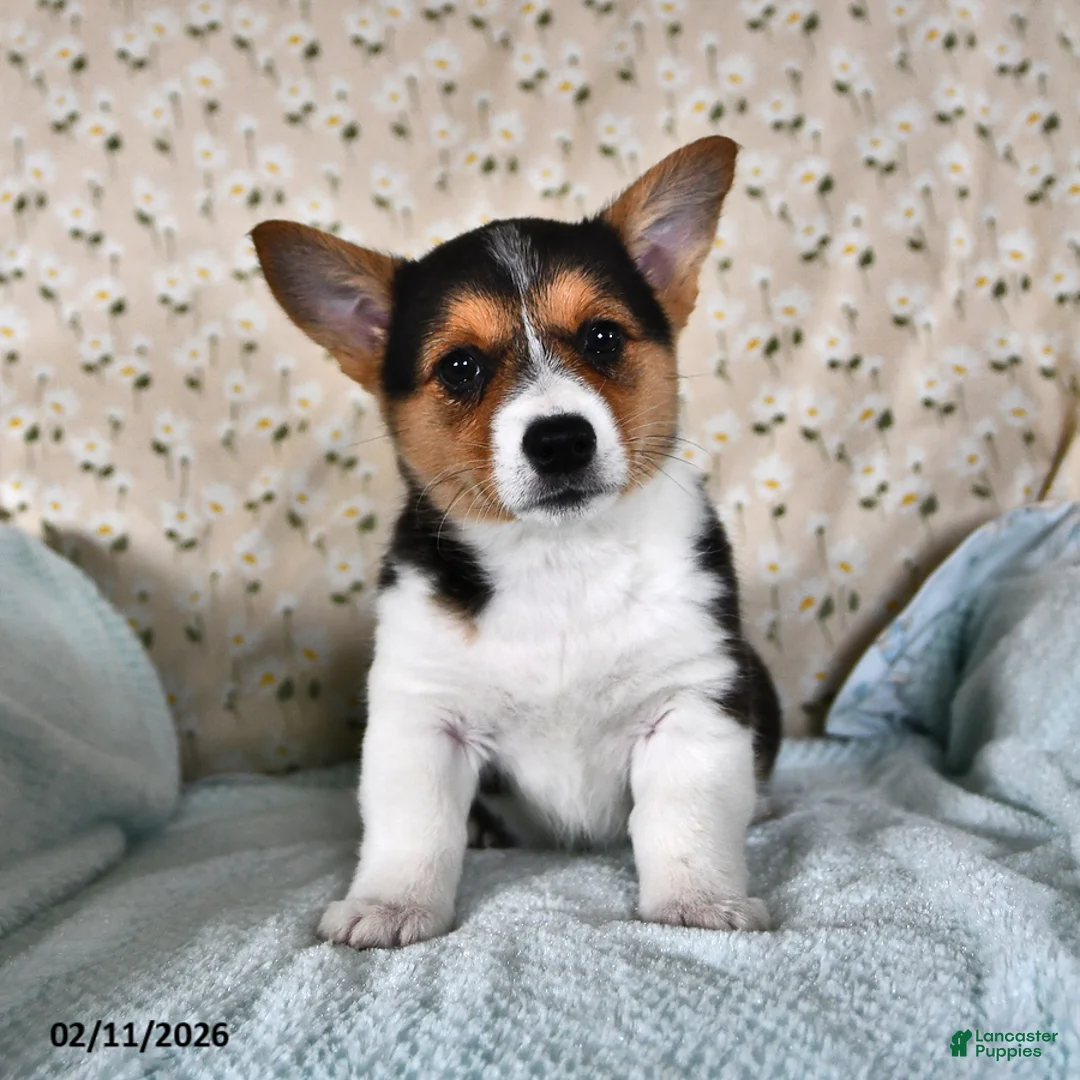 Welsh Corgi Pembroke dogs for sale: Molly - Ad 1