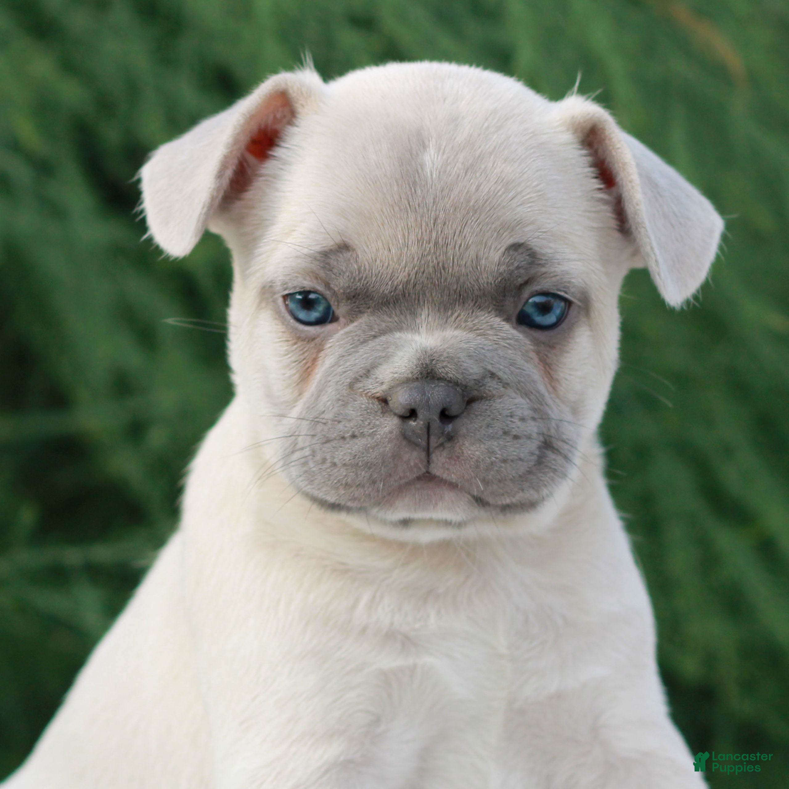 French Bulldog dogs Love  - Ad 1