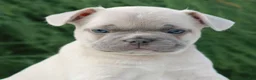 French Bulldog dogs for sale: Love  - Ad 1
