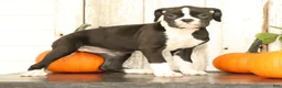Boxer dogs for sale: Chloe - Ad 5