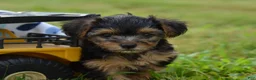 Yorkiepoo dogs for sale: Yorkiepoo 2 - Ad 3