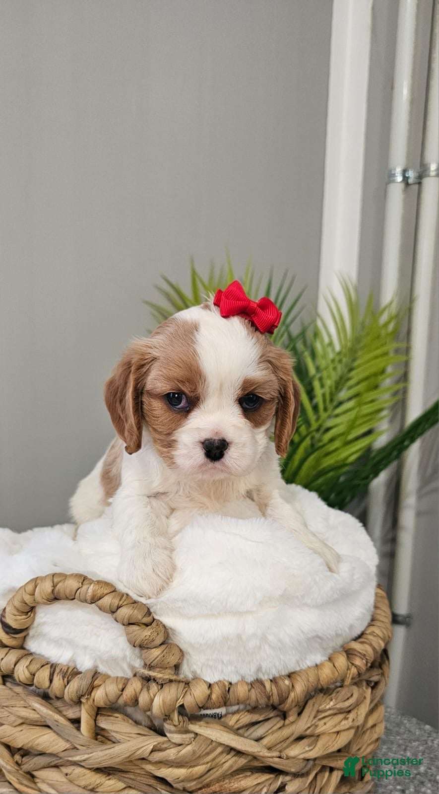 Cavalier King Charles Spaniel dogs for sale: ♥️SWEET CHLOE♥️ - Ad 2