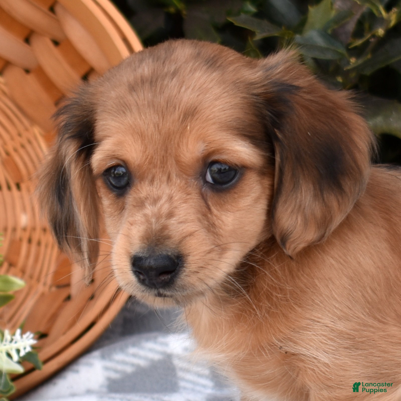 Miniature Dachshund dogs Rye  - Ad 2