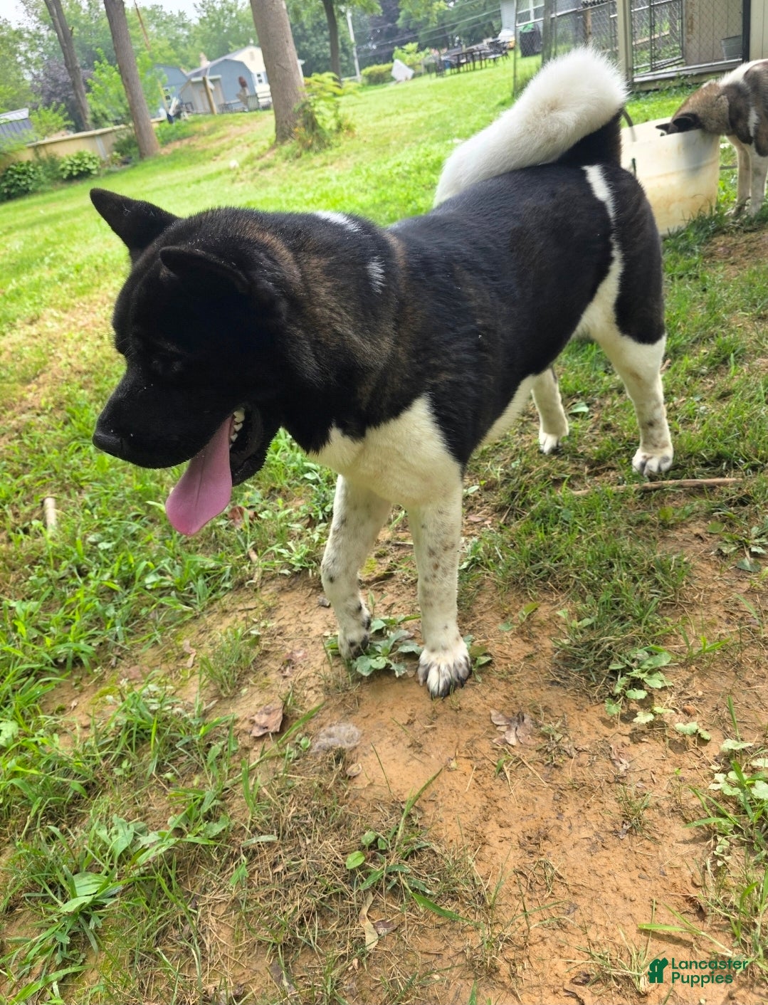 Akita dogs for stud: Rocky - Ad 4