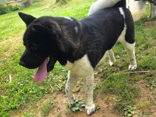 Akita dogs for stud: Rocky - Ad 4