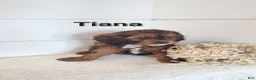 Cavapoo dogs for sale: Tiana - Ad 2