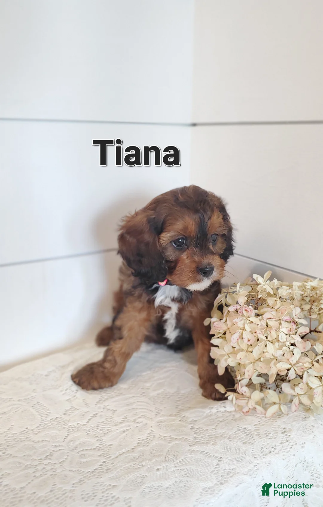 Cavapoo dogs for sale: Tiana - Ad 2