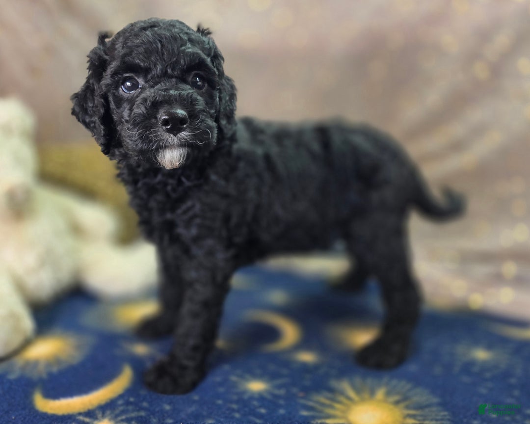 Cockapoo dogs for sale: Crescent - Ad 16