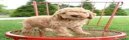 Cockapoo dogs for sale: Judah - Ad 4