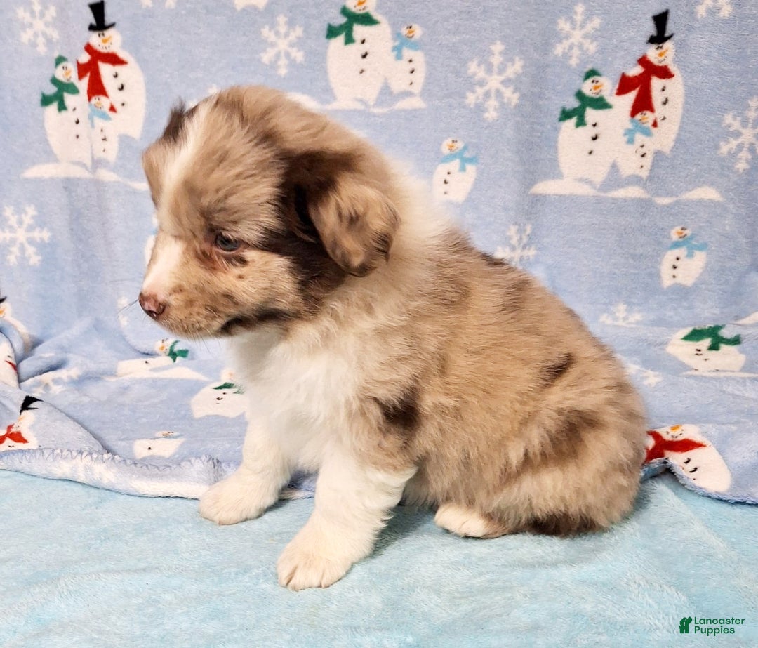 Miniature Australian Shepherd dogs for sale: Charlie - Ad 6