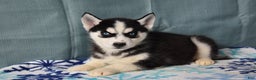 Siberian Husky dogs for sale: Breezy - Ad 1