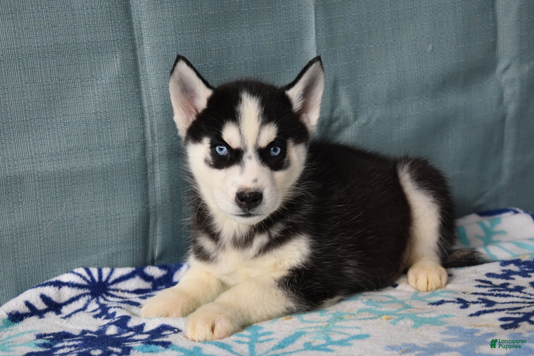Siberian Husky dogs for sale: Breezy - Ad 1