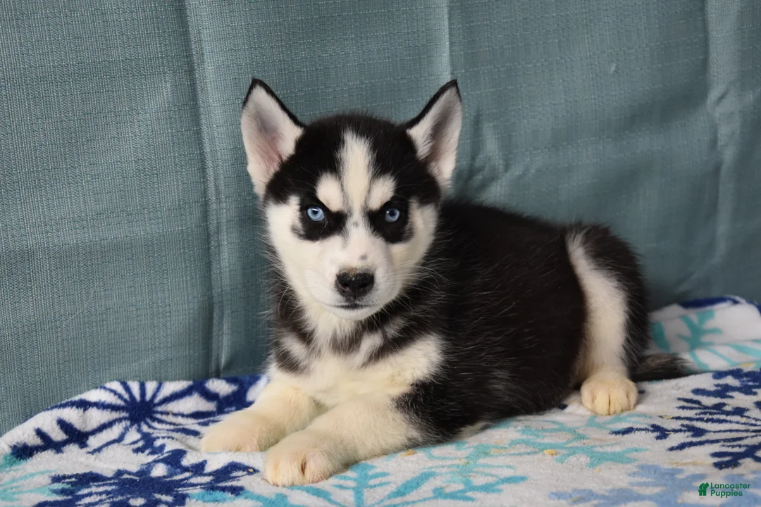 Siberian Husky dogs for sale: Breezy - Ad 1