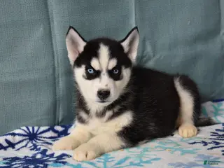 Siberian Husky dogs Breezy - Ad 31