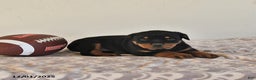 Rottweiler dogs for sale: Noelle - Ad 4