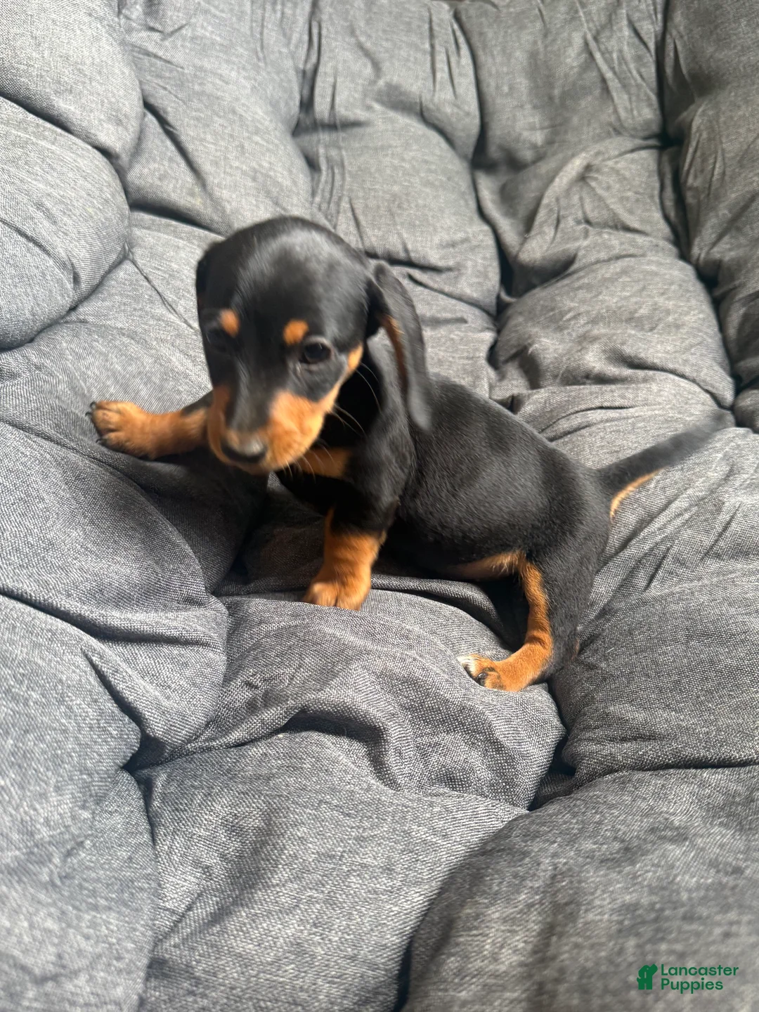 Dachshund dogs for sale: Dachshund Puppy 1 - Ad 1