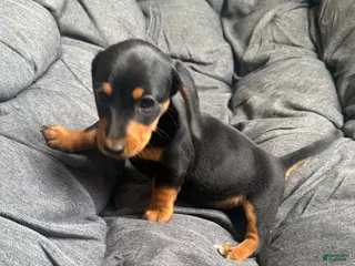 Dachshund dogs Dachshund Puppy 1 - Ad 36