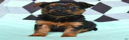 Yorkshire Terrier dogs for sale: Vicky - Ad 3