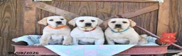 Labrador Retriever dogs for sale: Sheridan - Ad 5