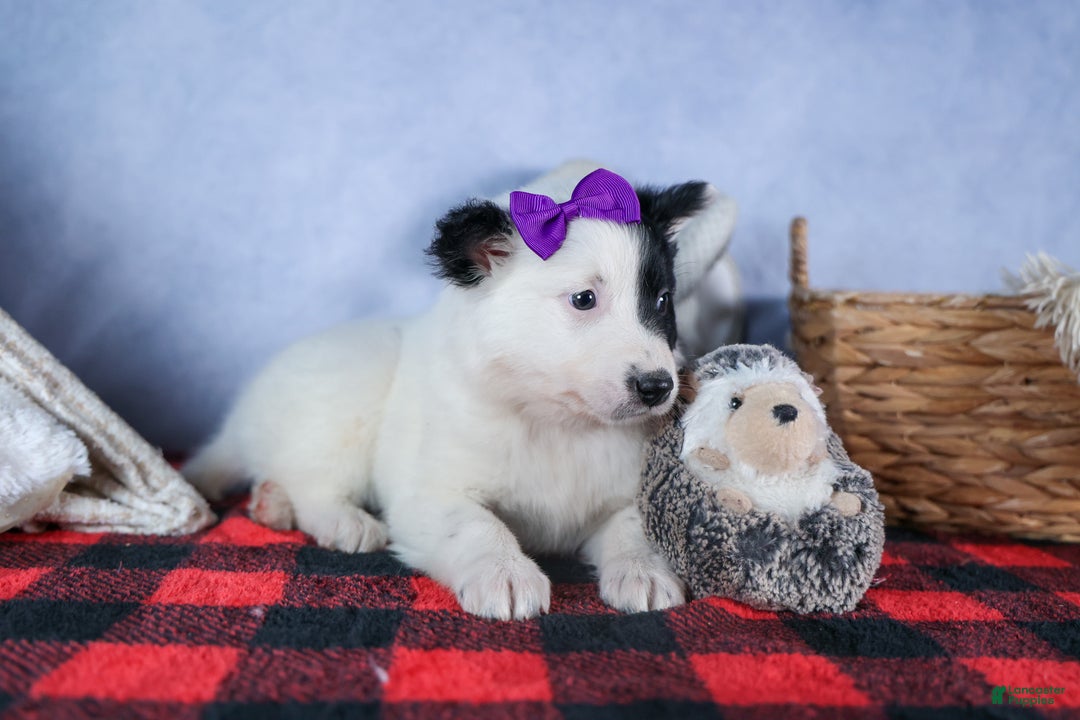 Mixed Breed dogs for sale: DAISY - Ad 5