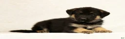 Gerberian Shepsky dogs for sale: Jake - Ad 5
