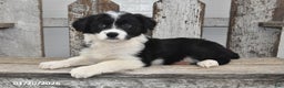 Border Collie dogs for sale: Gracie - Ad 2