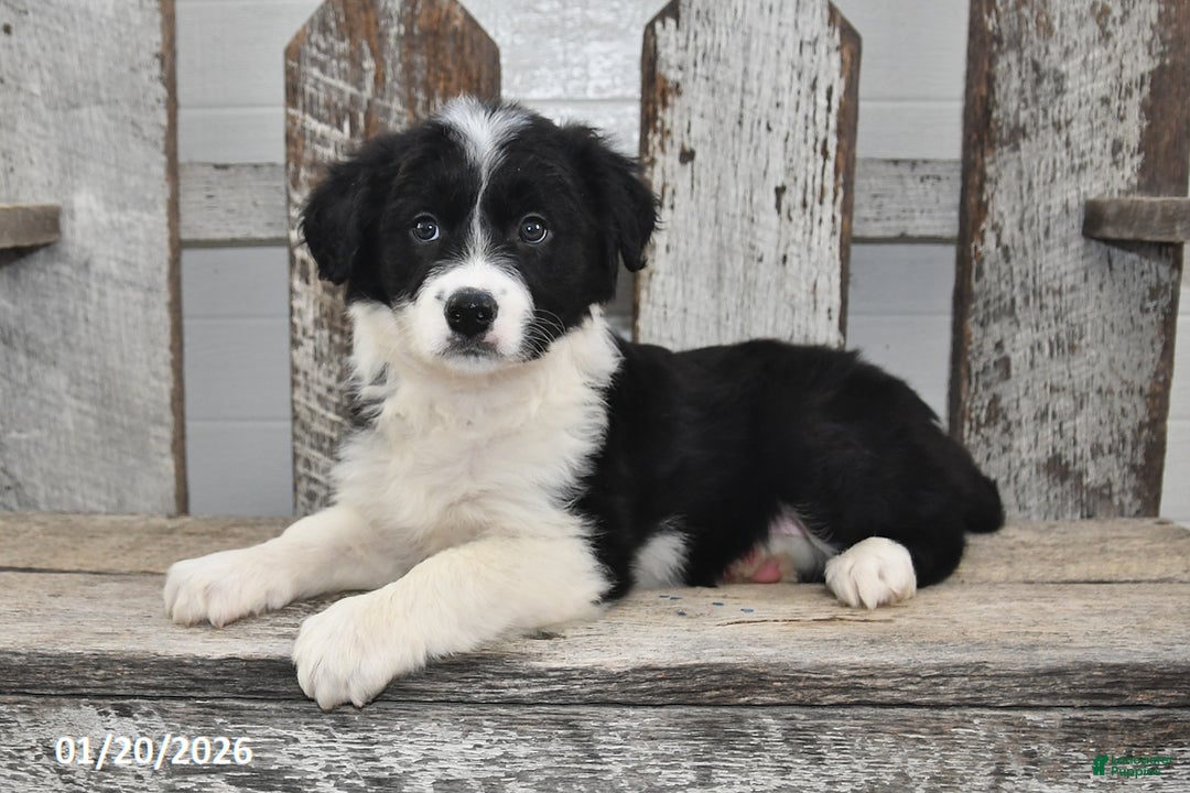 Border Collie dogs for sale: Gracie - Ad 2