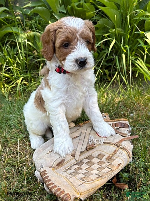 Goldendoodle dogs Anson - Ad 2