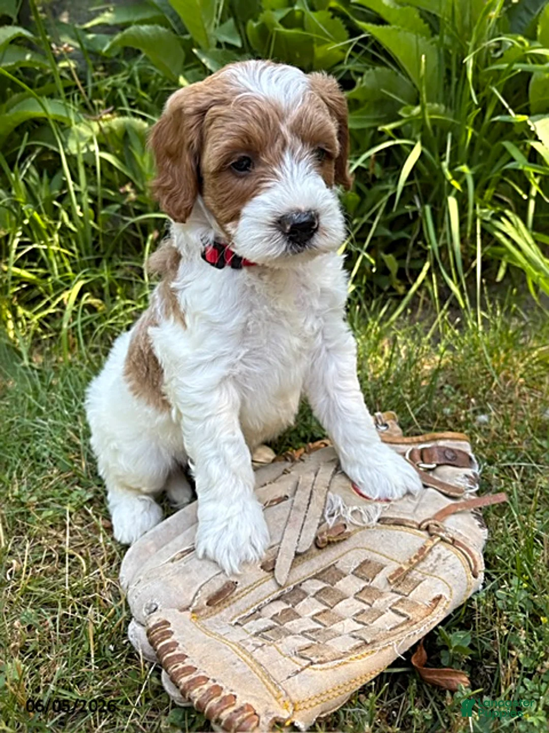 Goldendoodle dogs for sale: Anson - Ad 2