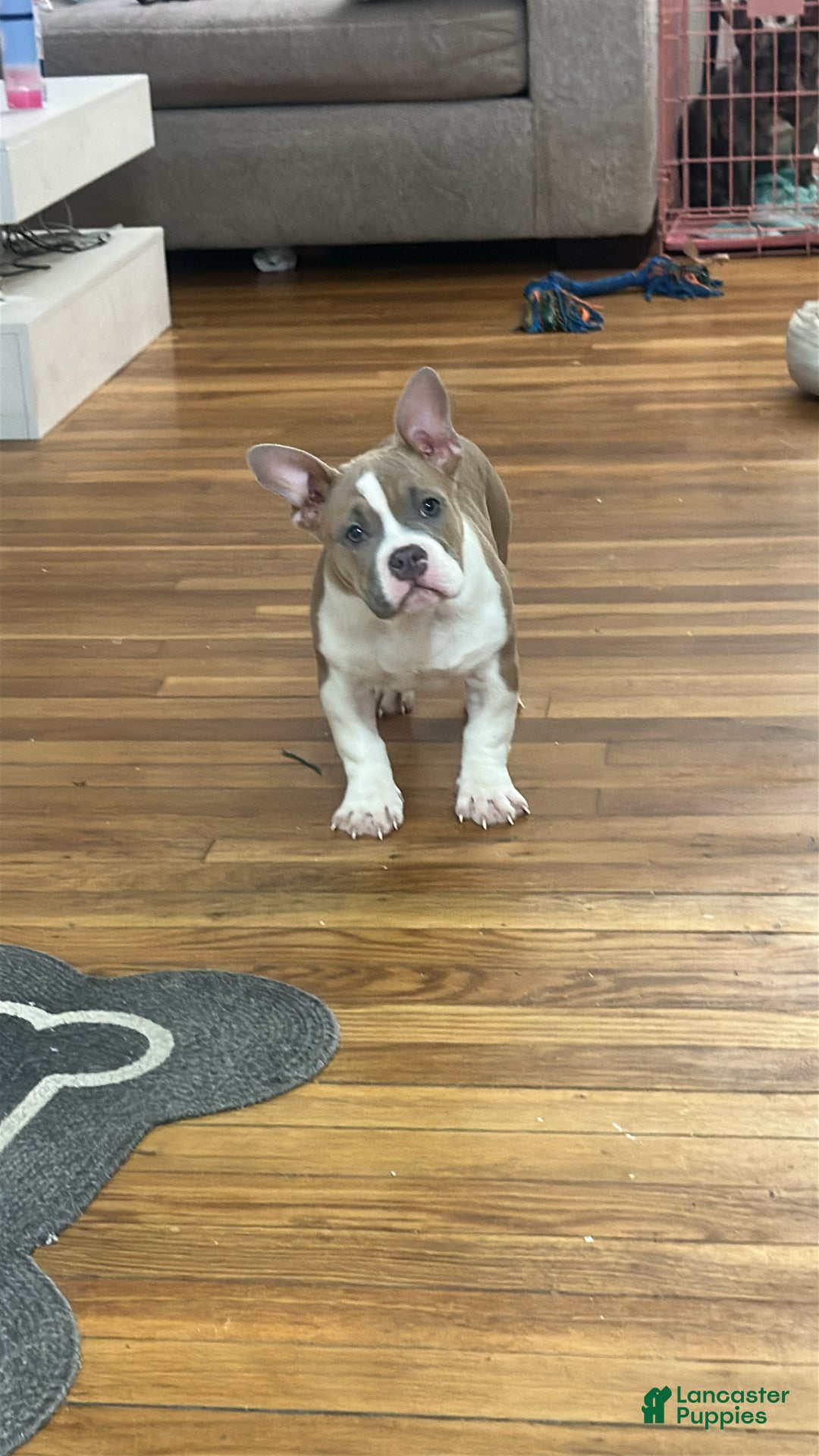 American Bully dogs for sale: Queen - Ad 2