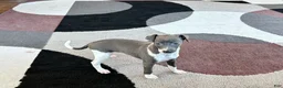 Italian Greyhound dogs for sale: Gina  - Ad 10