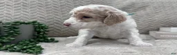 Goldendoodle dogs for sale: Jade 🩵 - Ad 31