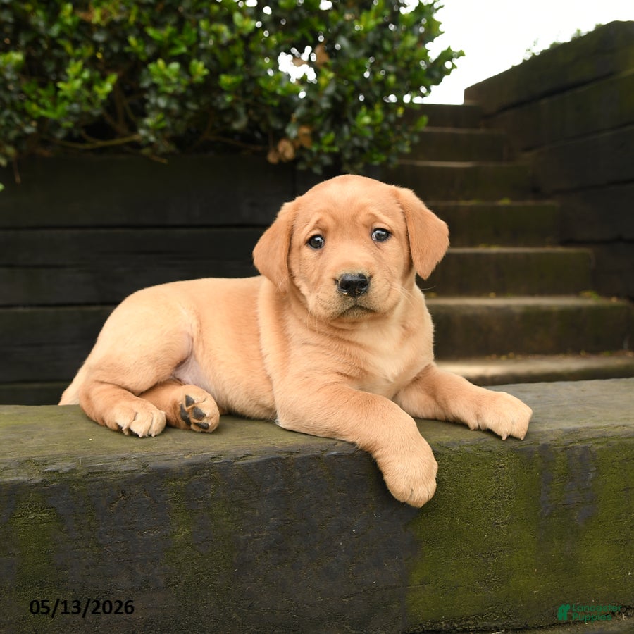 Labrador Retriever dogs for sale: Autumn - Ad 4