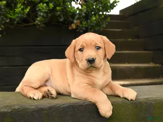 Labrador Retriever dogs for sale: Autumn - Ad 4