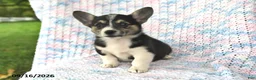 Welsh Corgi Pembroke dogs for sale: Asia - Ad 4