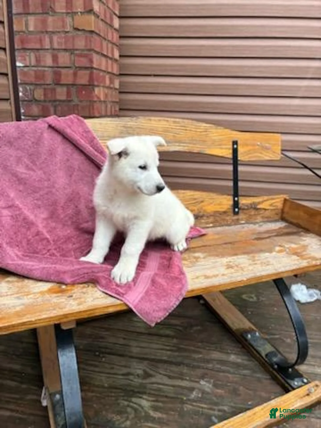 German Shepherd dogs for sale: Sage - Ad 2