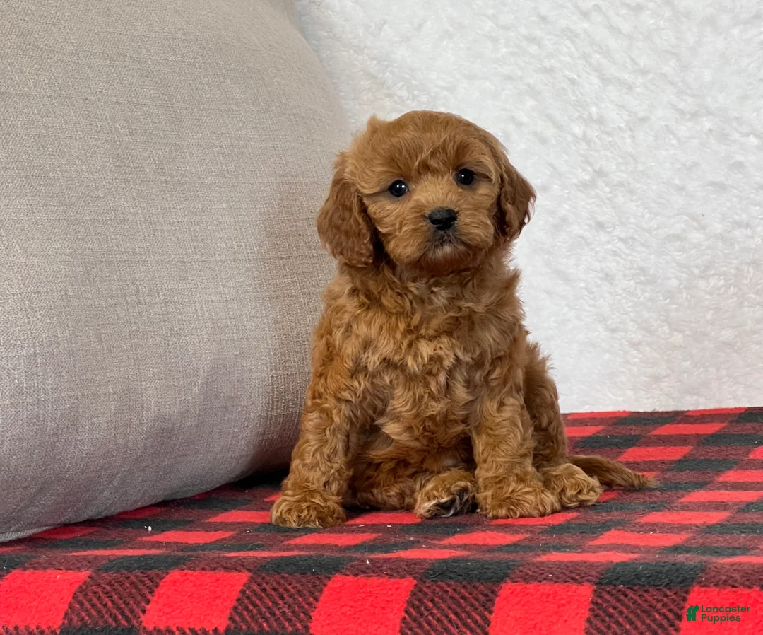 Cavapoo dogs for sale: Casey - Ad 7