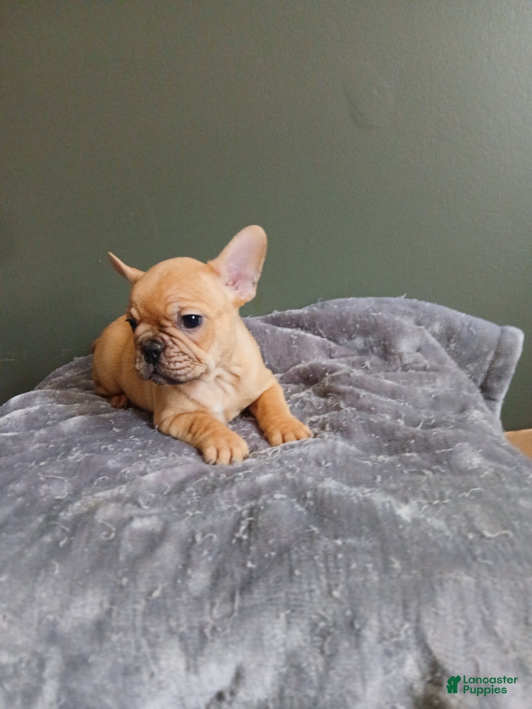 French Bulldog dogs for sale: French Bulldog Puppy 4 - Ad 3