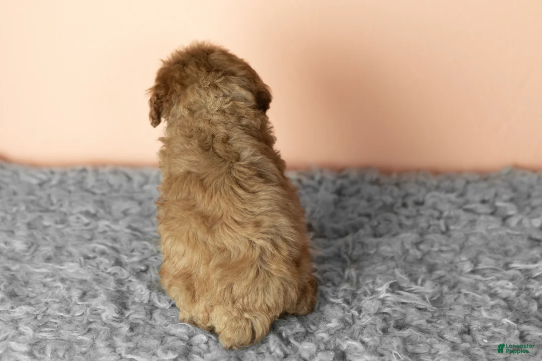 Cavapoo dogs for sale: Sallie - Ad 4