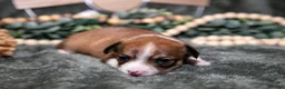 Chihuahua dogs for sale: Nacho - Ad 2