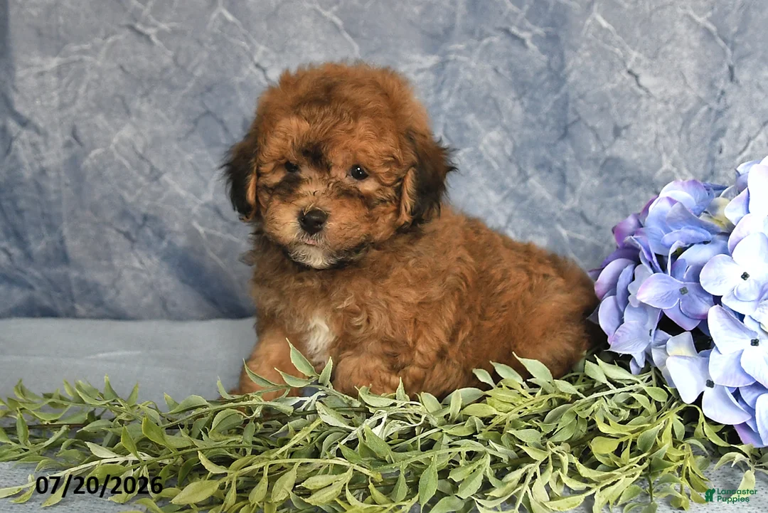 Havapoo dogs for sale: Taffy - Ad 2