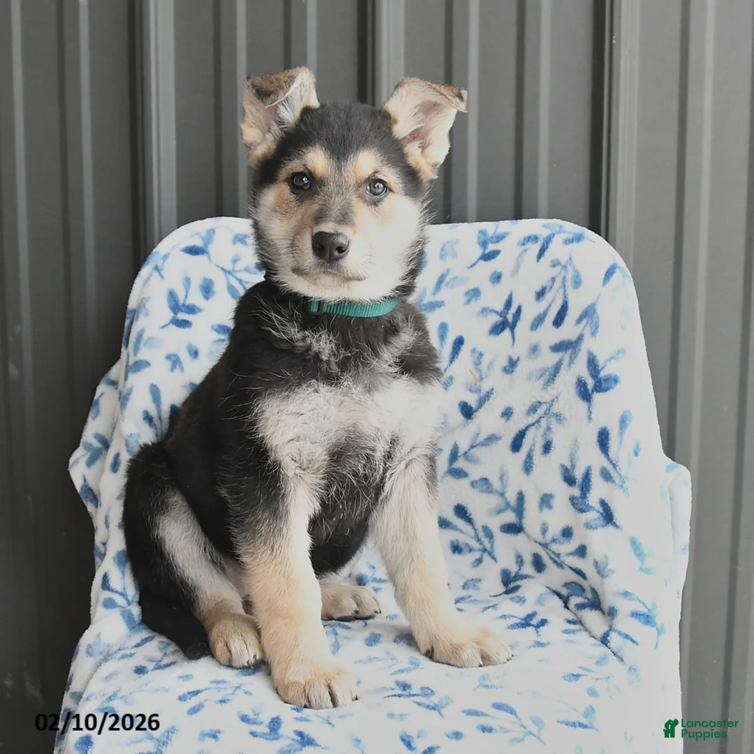 German Shepherd dogs for sale: Valerie - Ad 4