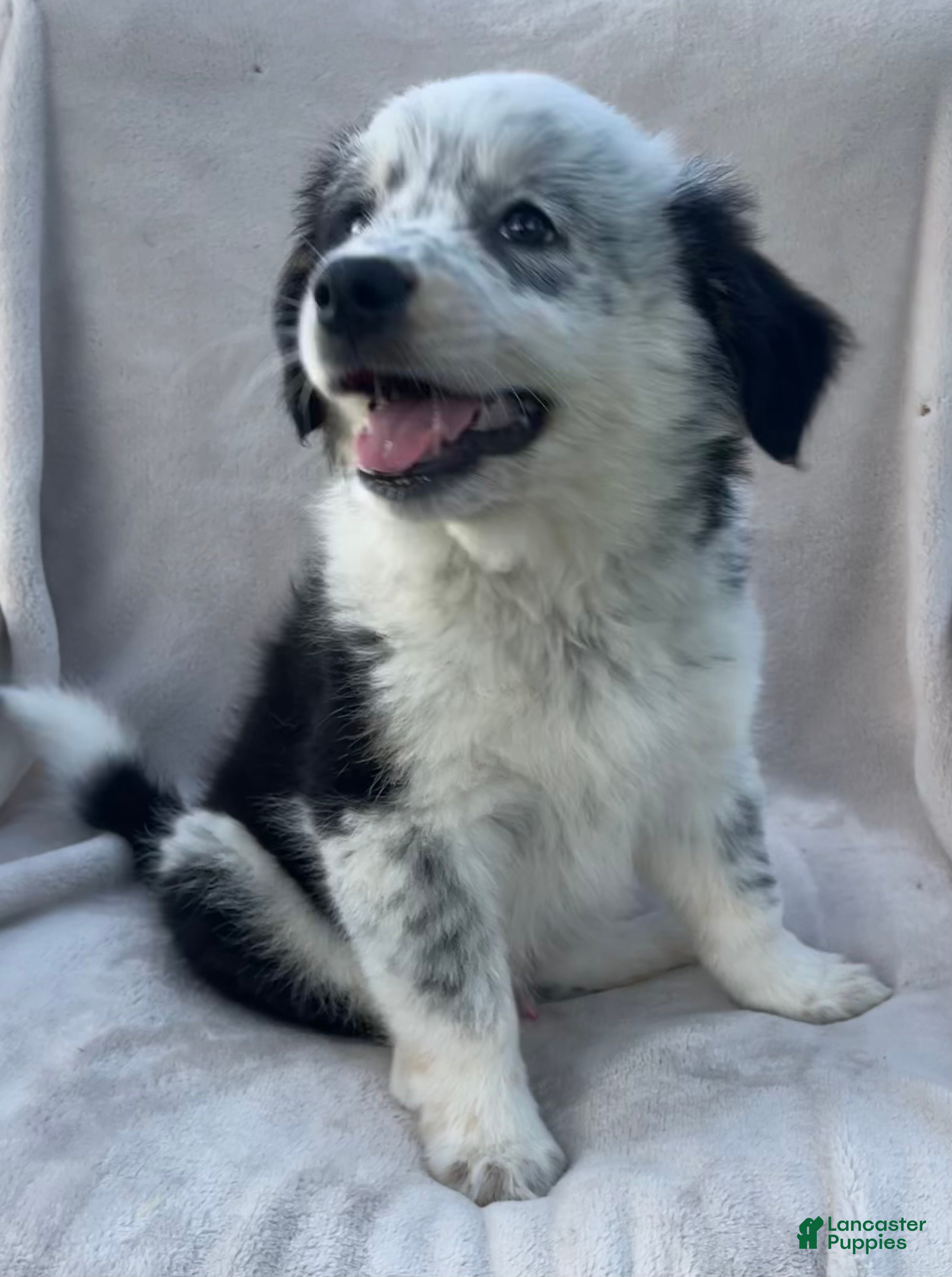 Mixed Breed dogs Ollie - Ad 2