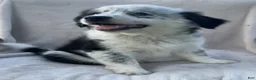 Mixed Breed dogs for sale: Ollie - Ad 2