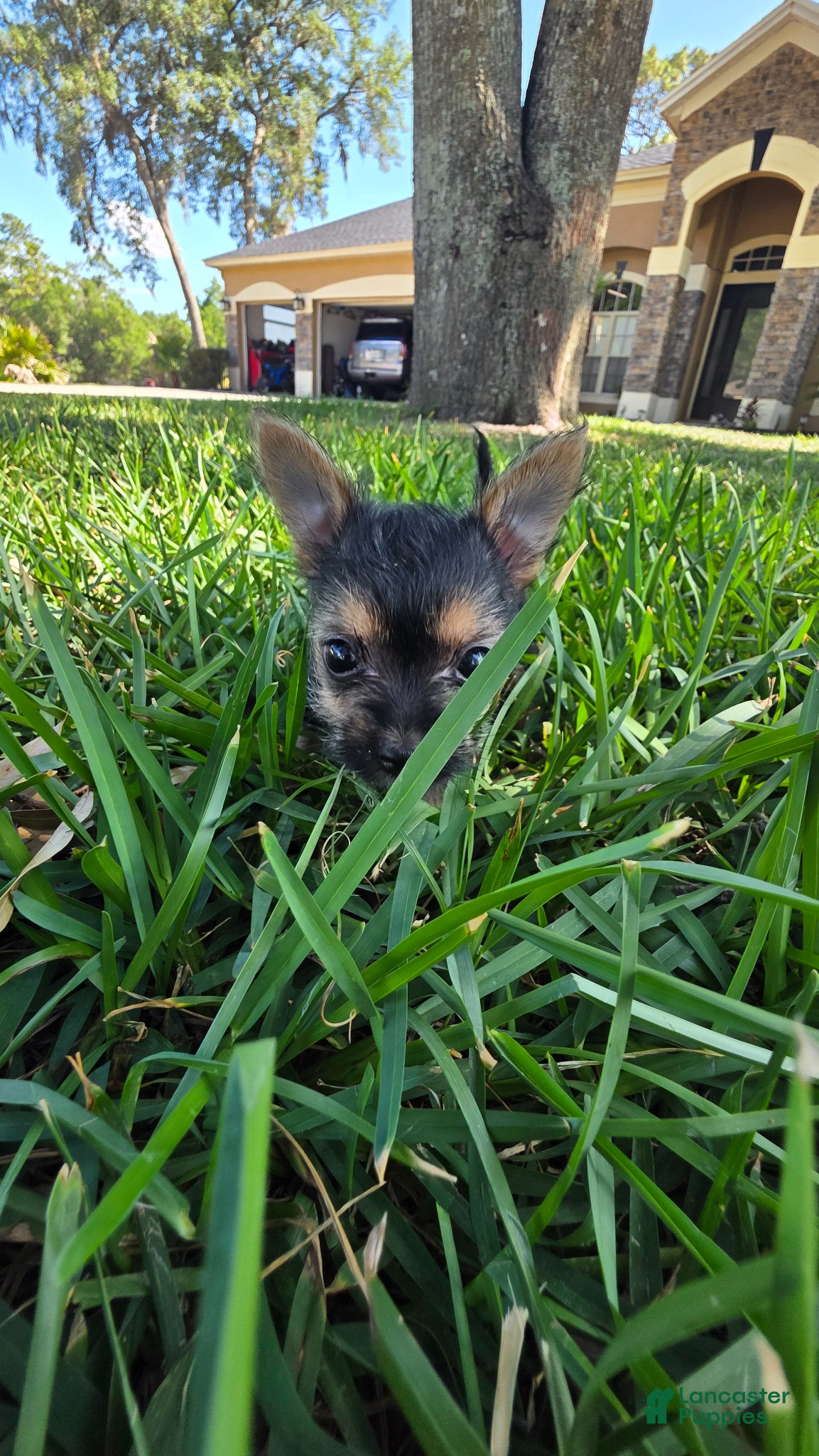 Morkie dogs for sale: Morkie Puppy 2 - Ad 1