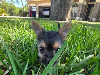 Morkie dogs for sale: Morkie Puppy 2 - Ad 1